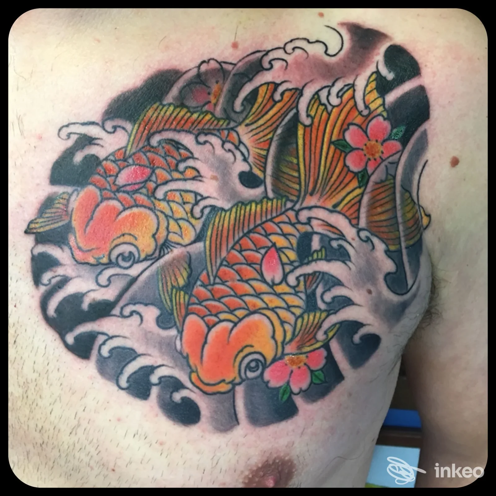 Grande tatuaggio di carpe koi colorate sul petto, realizzato da Bonnie Tattoo Studio a Corciano.
