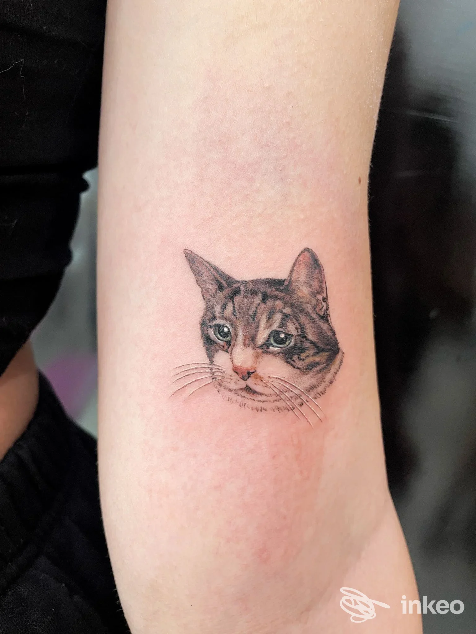 Tatuaggio ritratto di gatto sull'avambraccio, realizzato da Saretta Project Ink Tattoo a Terni.