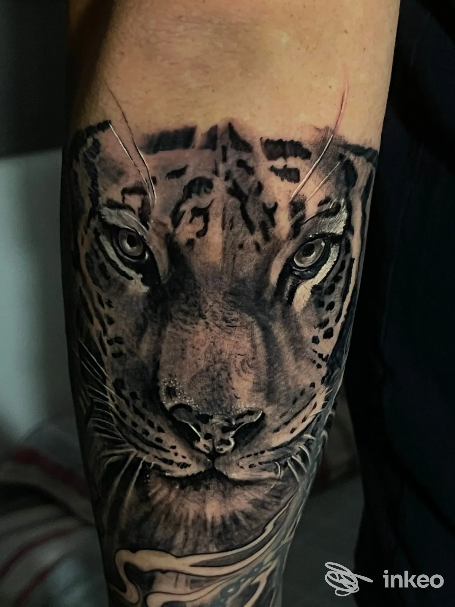 Tatuaggio realistico a Perugia: testa di tigre su avambraccio, Translab Tattoo e Piercing.