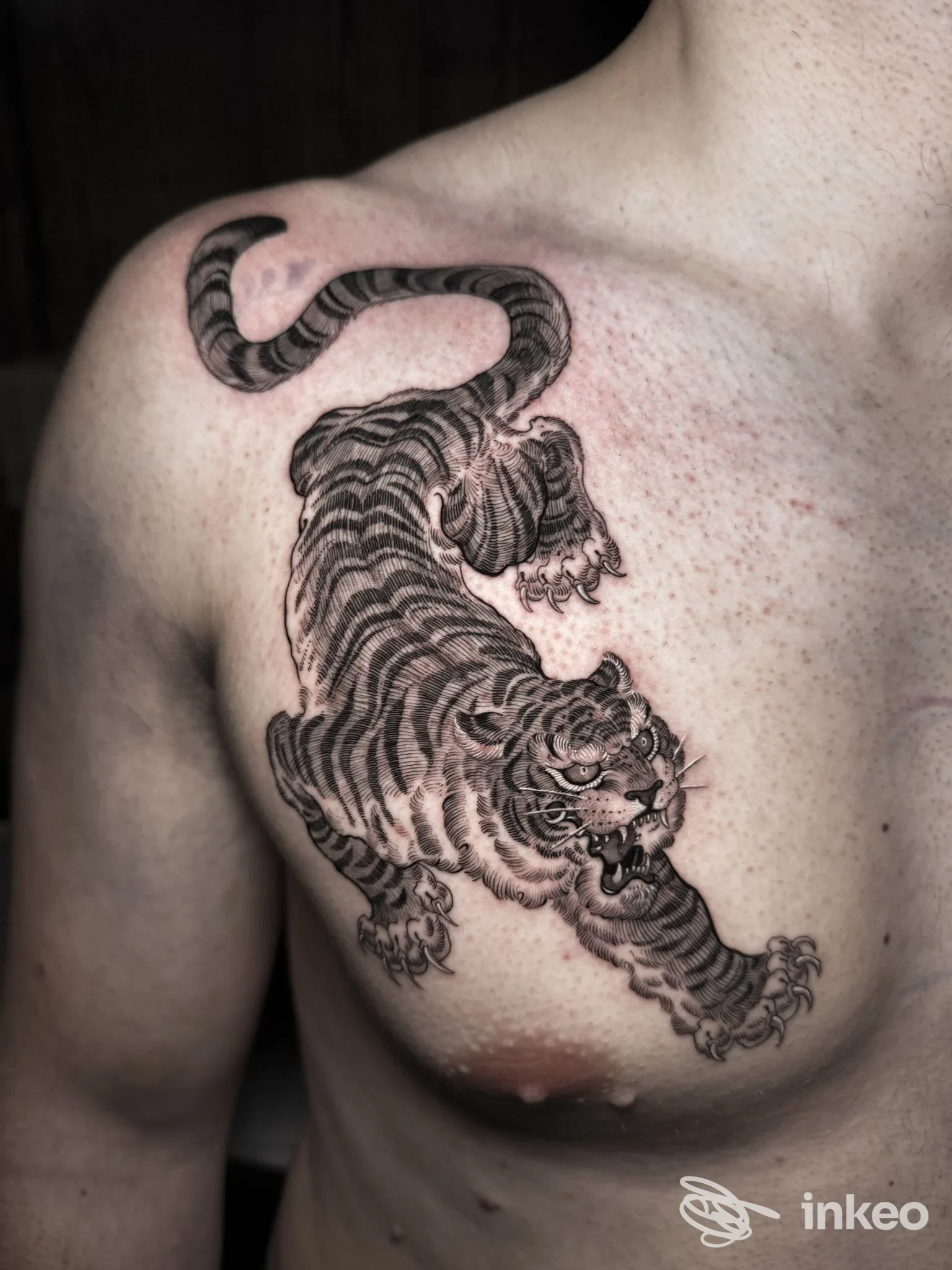 Tatuaggio nero/grigio di una tigre su petto e spalla sinistra, scatto del Cerbero family Tattoo Studio, Treviso.