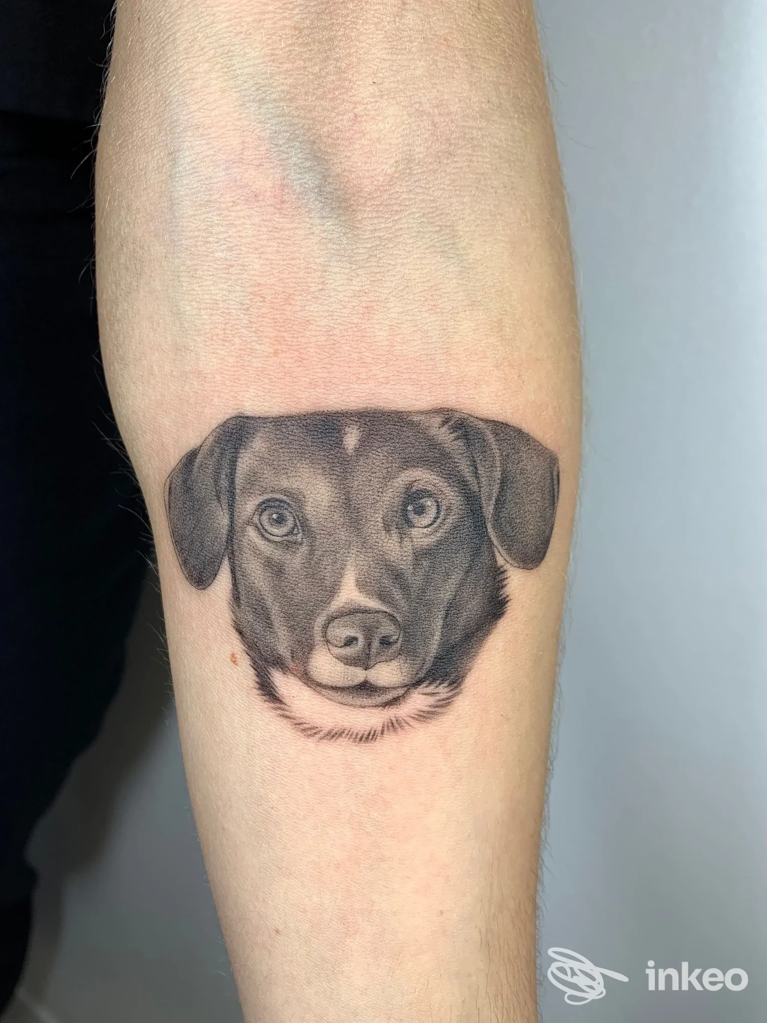 Tatuaggio realistico del volto di un cane sull'avambraccio, foto inviata da Nessuna Lacrima Tattoo Studio, Belvedere.