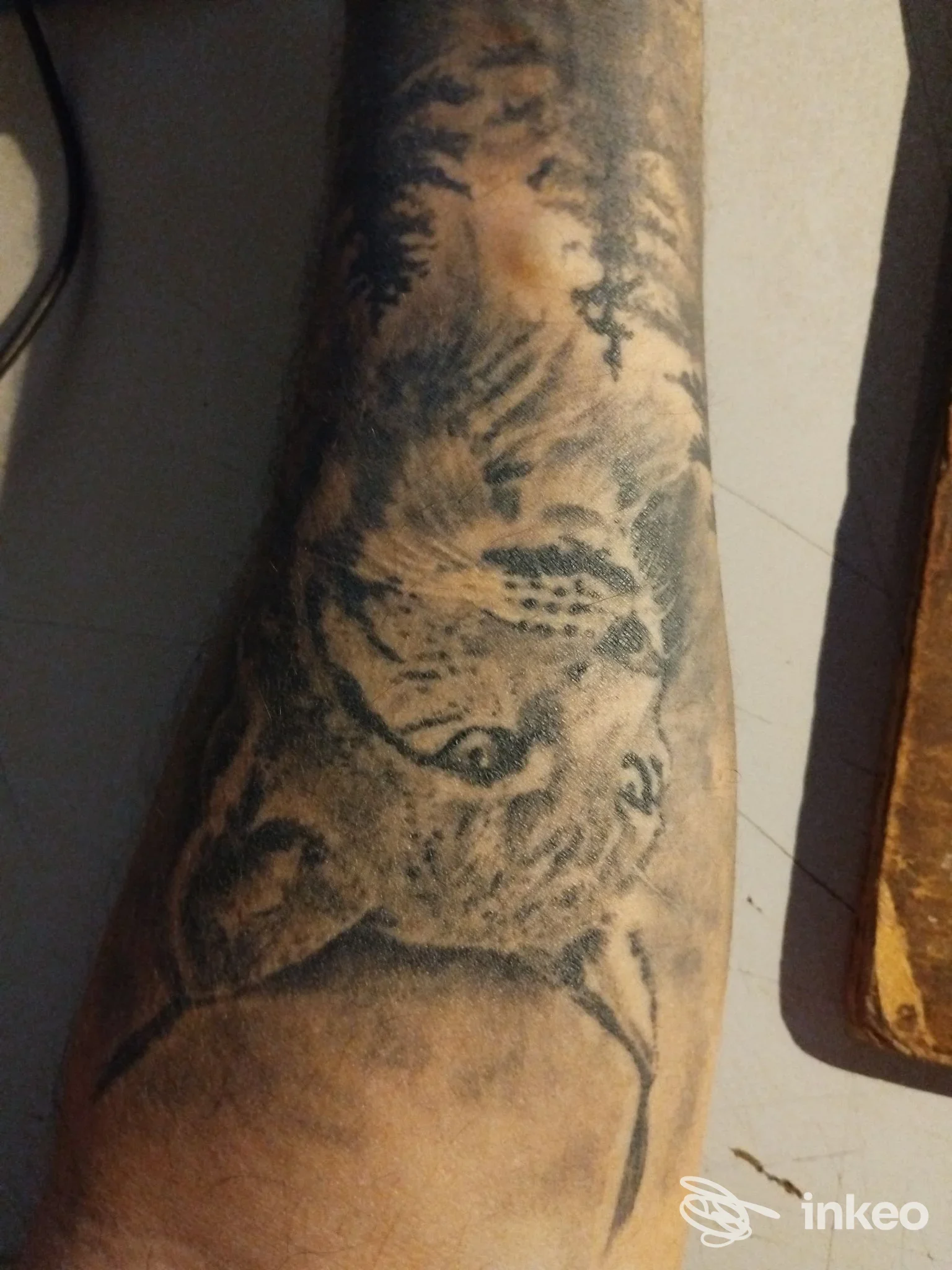 Tatuaggio black & grey di un volto di felino sull'avambraccio, immagine fornita da Tattoo Smashed a Lancenigo.