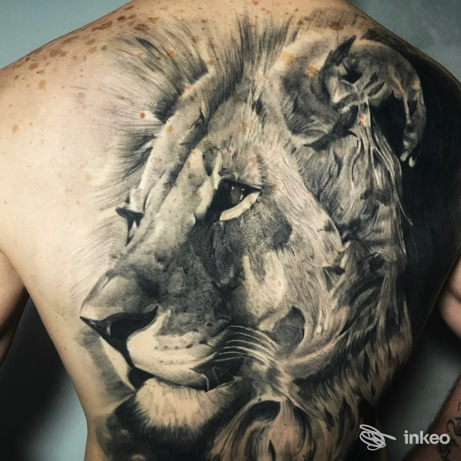 Ampio tatuaggio realistico di un leone che ricopre la schiena, fotografato per The Saloon Tattoo Studio a Venezia.