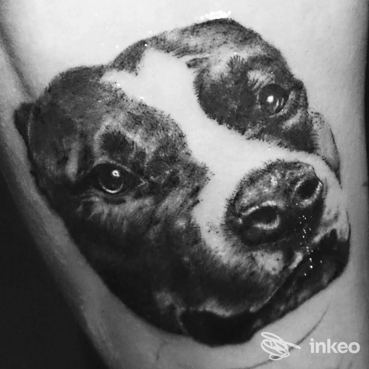 Tatuaggio realistico in bianco e nero del muso di un cane su avambraccio, eseguito da VIDA Tattoo Studio a Caorle.