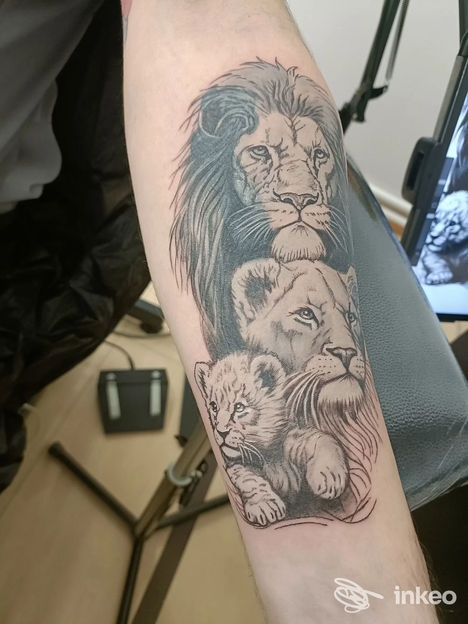 Tatuaggio a inchiostro nero/grigio con trio di leoni sull'avambraccio, fotografia inviata da Zerbi Tattoo a Mogliano Veneto.