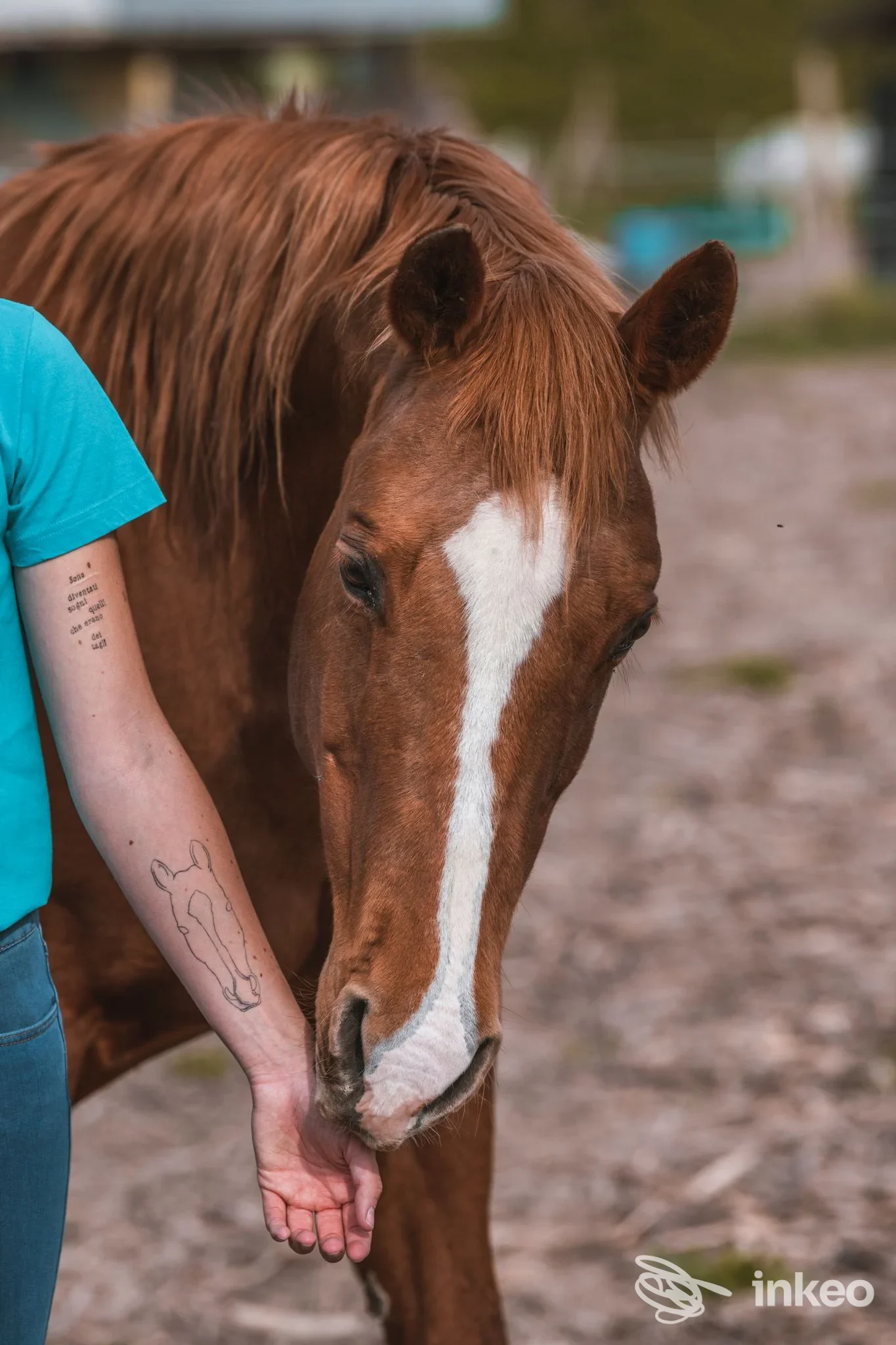 Mano e avambraccio tatuati mentre vengono accarezzati da un cavallo; foto inviata da Medusa Tattoo & Piercing Artist, Ferrara.