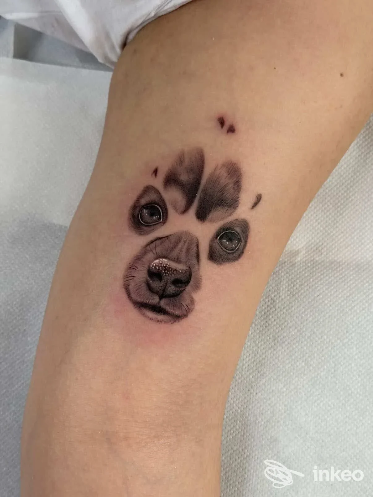 Tatuaggio realistico di muso di cane sull'avambraccio, foto dallo studio Darkwood a Bologna.