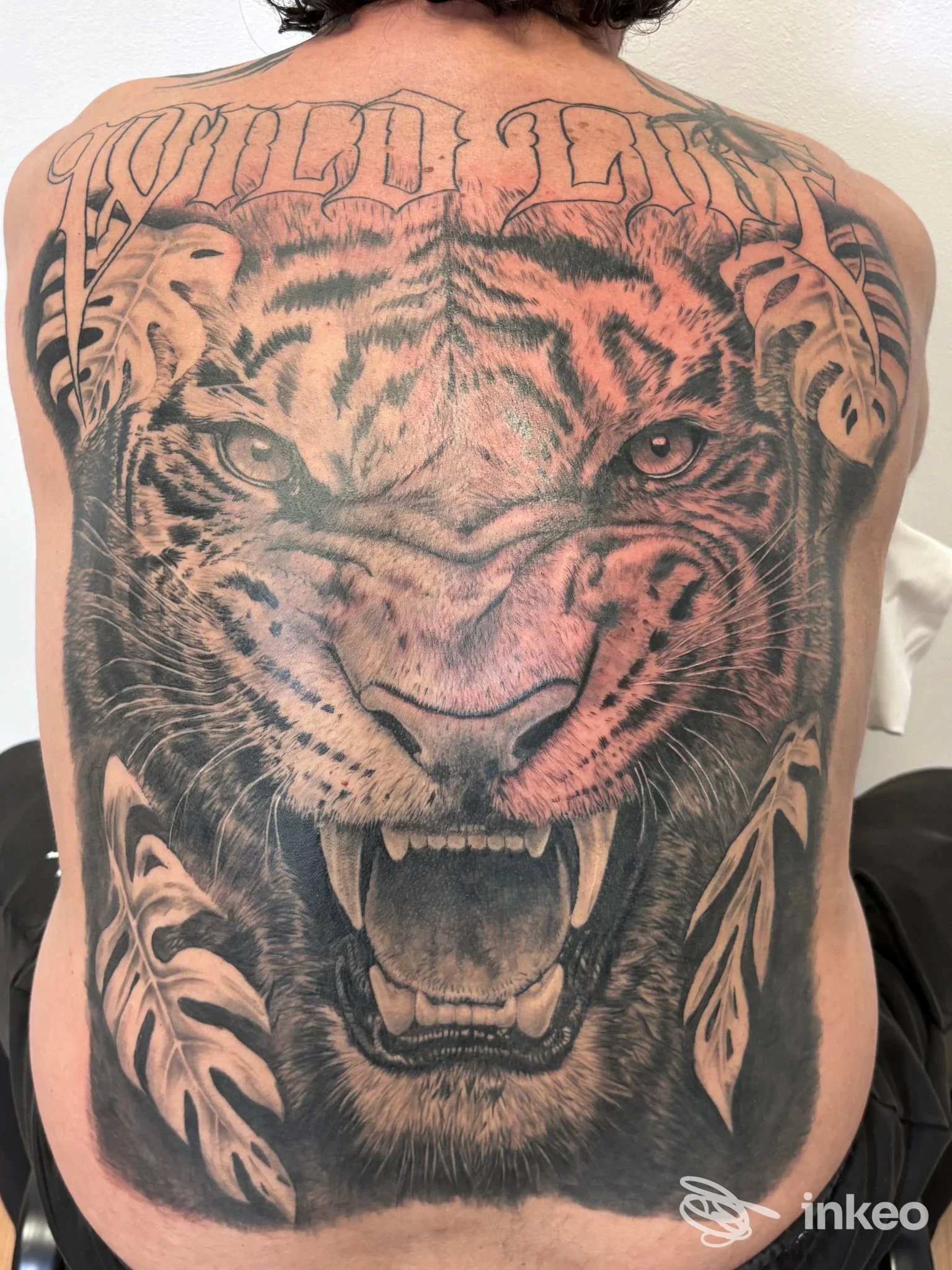 Ampio tatuaggio sul dorso con testa di tigre ruggente e lettering, foto fornita da Toky Tattoo Studio a Bologna.