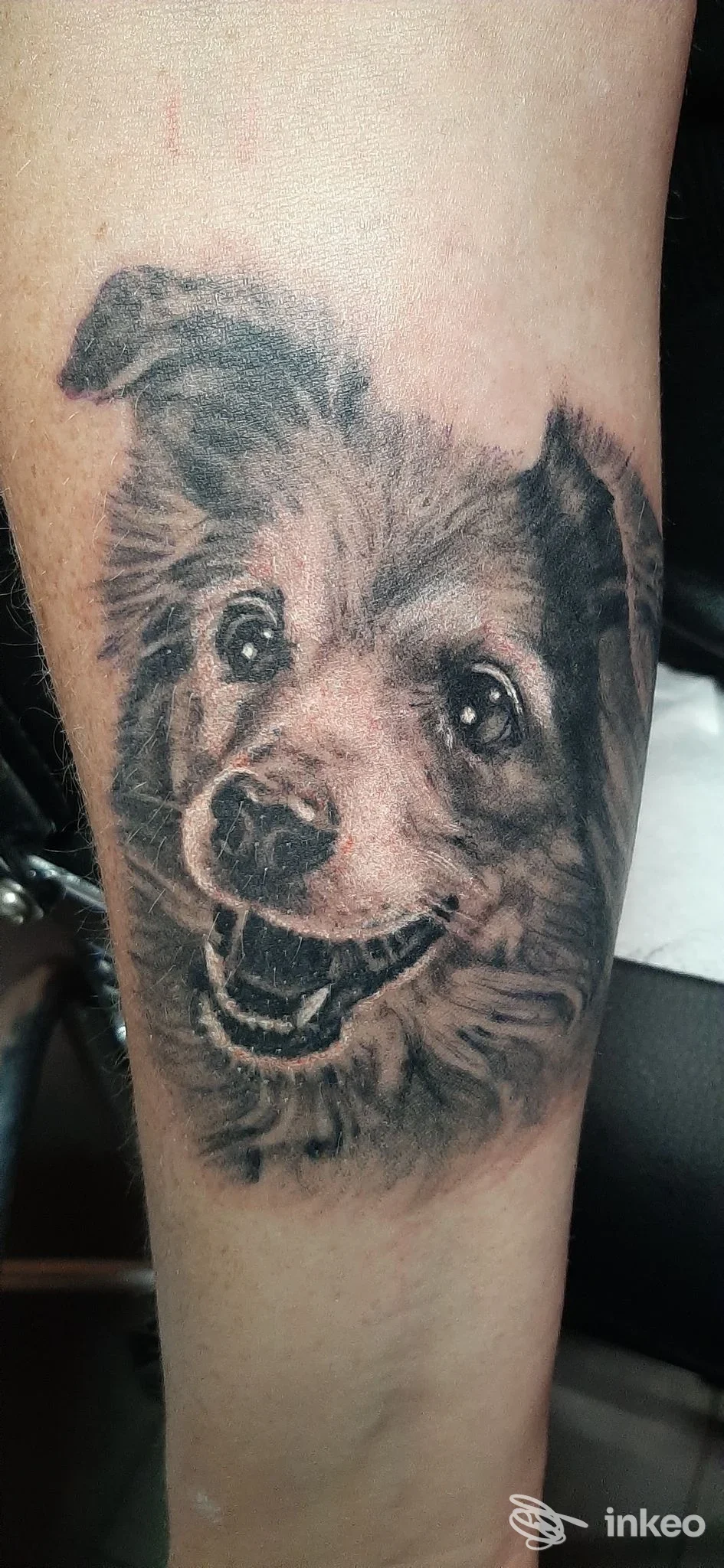 Tatuaggio realistico di un volto di cane sull'avambraccio interno, lavoro fotografato presso Apelles Tattoo 1991, Bologna.