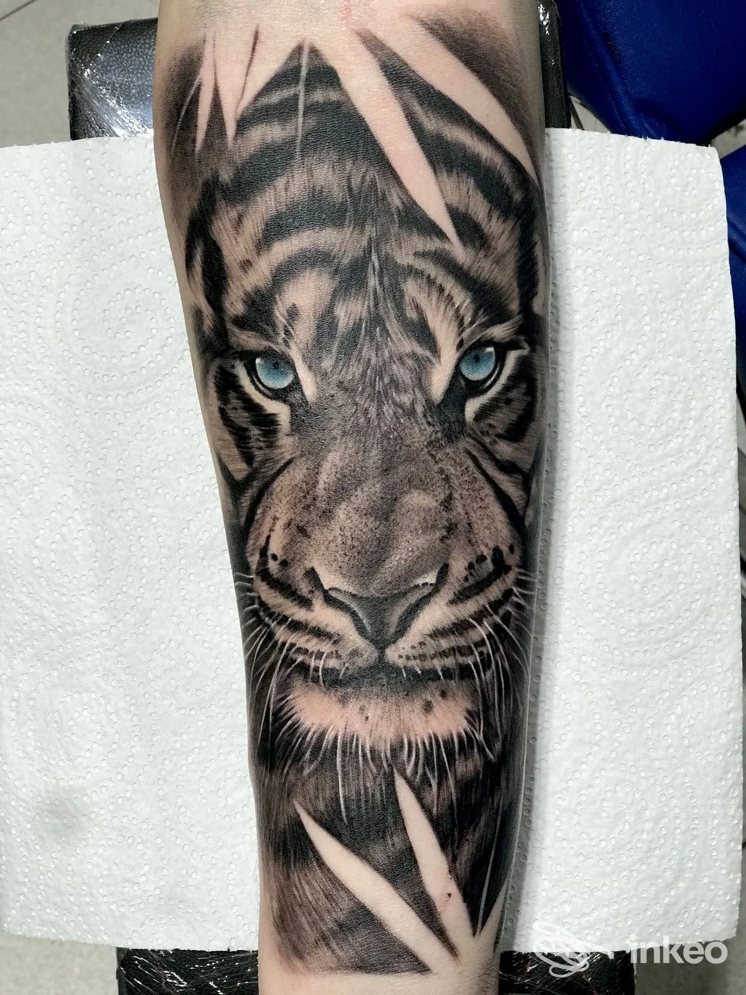 Tatuaggio realistico in bianco e nero di una testa di tigre con occhi blu sull'avambraccio, fotografato su tovagliolo di carta; Black Owl Tattoo, Napoli.