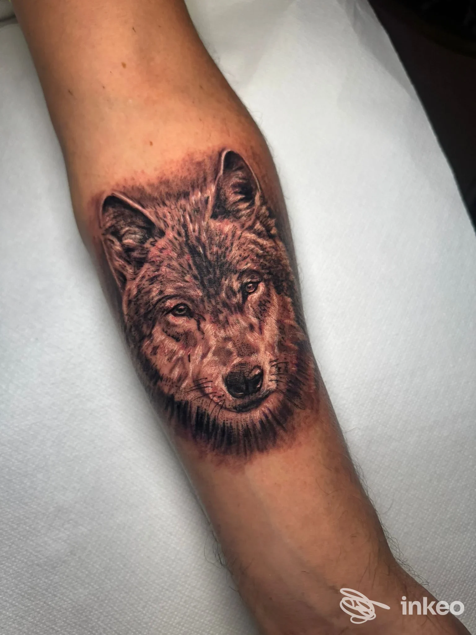 Tatuaggio realistico di una testa di lupo sull'avambraccio, foto di BR1 INK Tattoo & Piercing a Guidonia Montecelio.