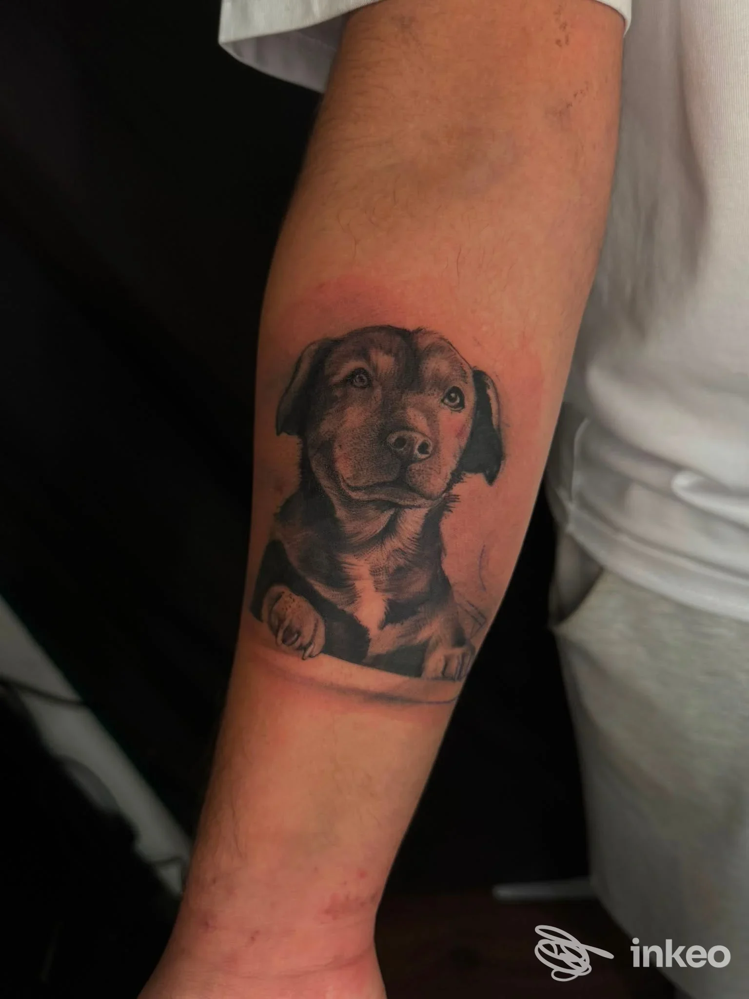 Tatuaggio realistico di un cucciolo di cane sulla pelle di un braccio, eseguito con tonalità nere e grigie; non si vede il volto né elementi promozionali.