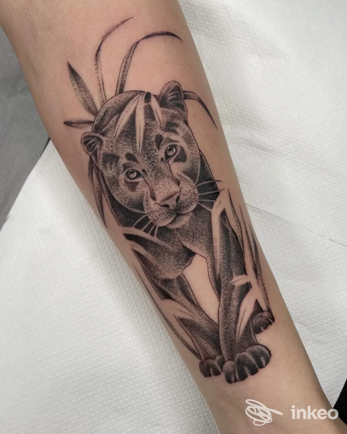 Tatuaggio in bianco e nero di una pantera su avambraccio, foto fornita da Meltinpot tattoo studio, Castiglione del Lago.
