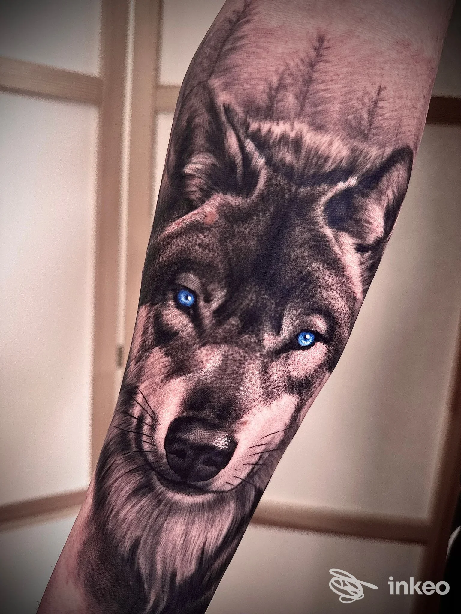 Tatuaggio realistico di un lupo sull'avambraccio, lavoro eseguito da Morphosy a Grosseto, dettagli in nero/grigio e occhi turchesi.