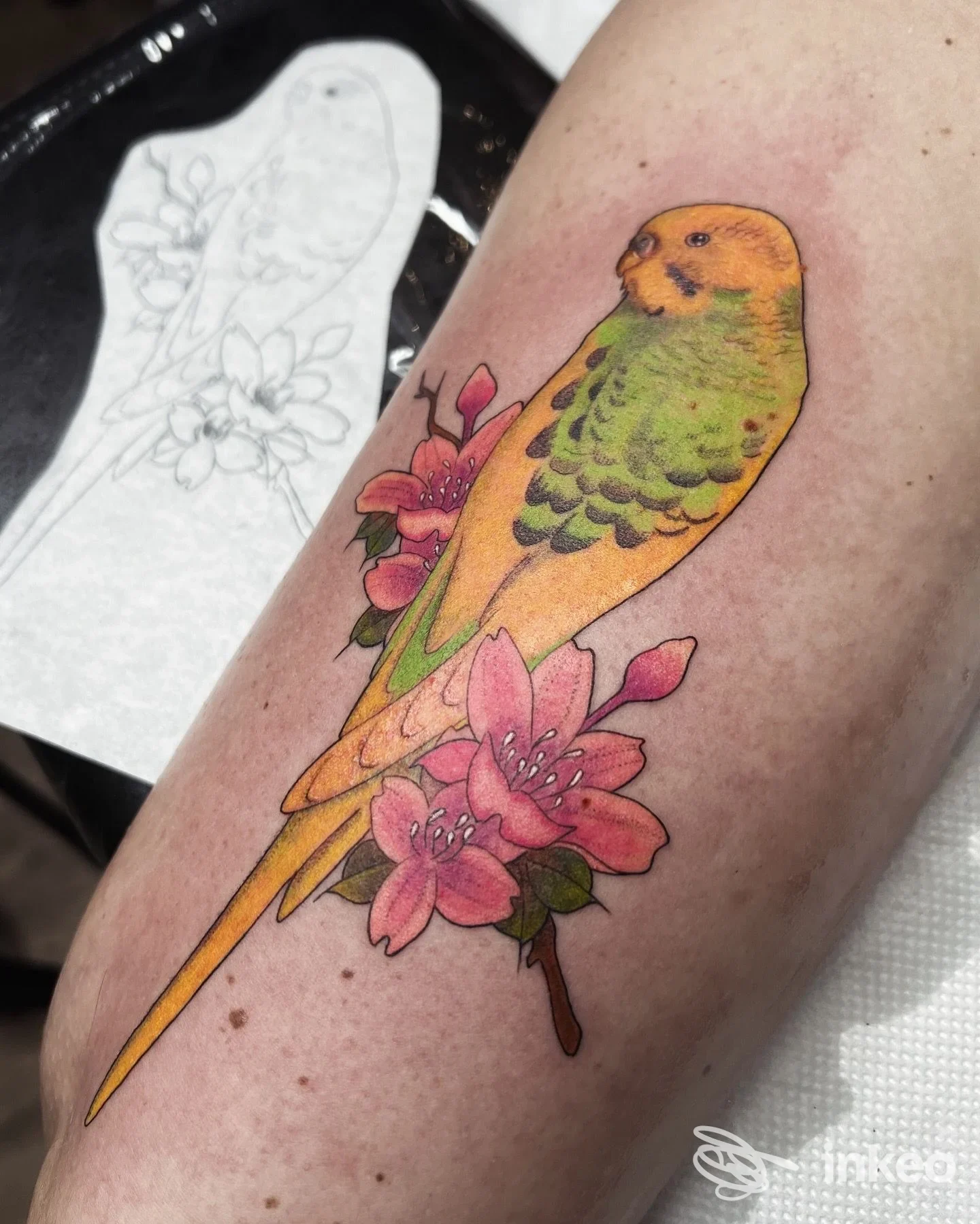Tatuaggio di un pappagallino giallo-verde con fiori rosa sull'avambraccio, La Mariposa Tattoo Studio, Roma.