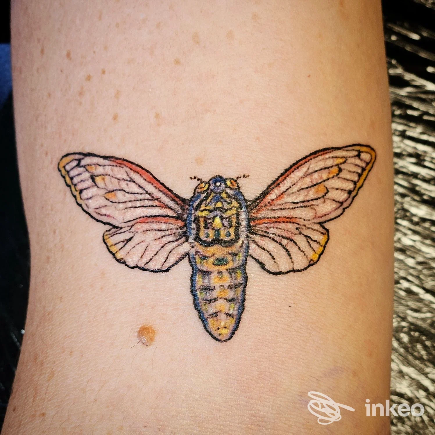 Tatuaggio di una cicala colorata sull'avambraccio, linea nera con riempimenti pastello, realizzato da Malvina Tattoo ad Asolo.