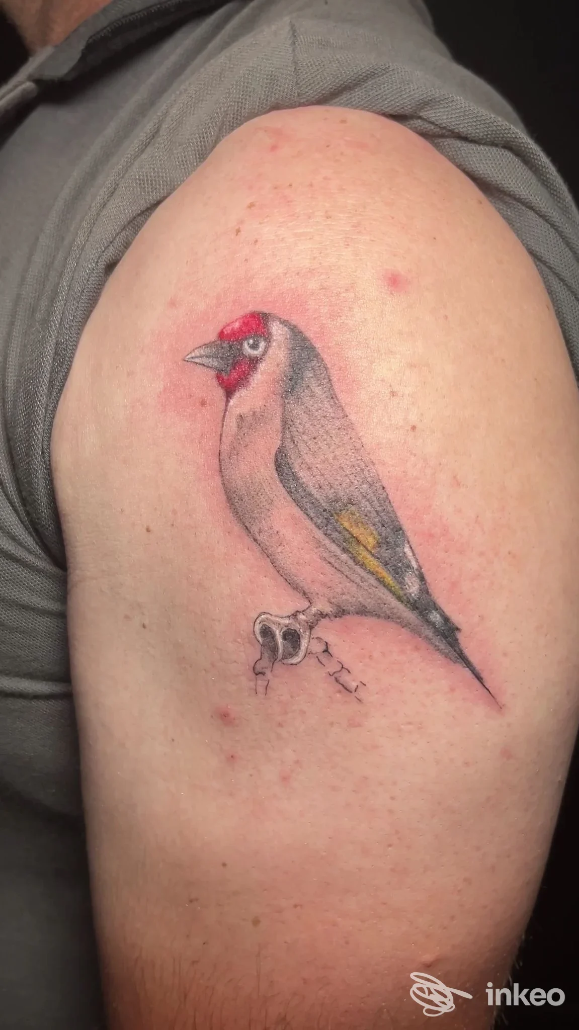 Tatuaggio di un cardellino sul braccio superiore, fotografato per ELLE Estetica & Tattoo a Bellona.