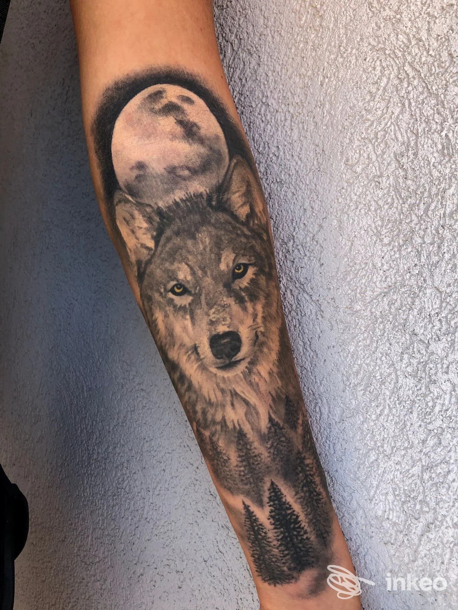 Tatuaggio realistico di lupo con luna sull'avambraccio, eseguito da inkiostro mancino a Camerata Picena.
