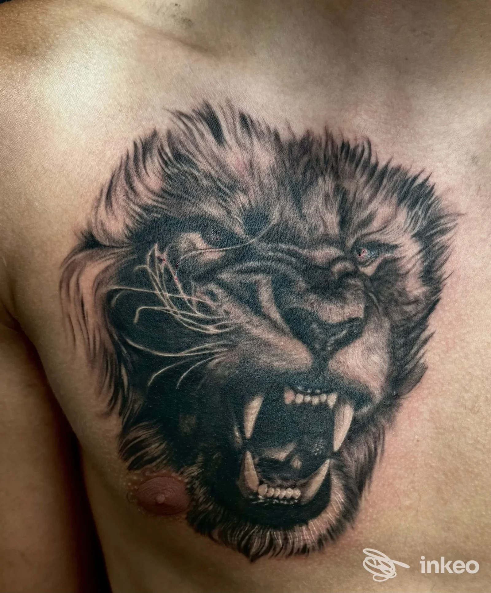 Tatuaggio realistico a inchiostro nero e grigio di una testa di leone sul torace, Atypical Tattoo, Gallipoli.