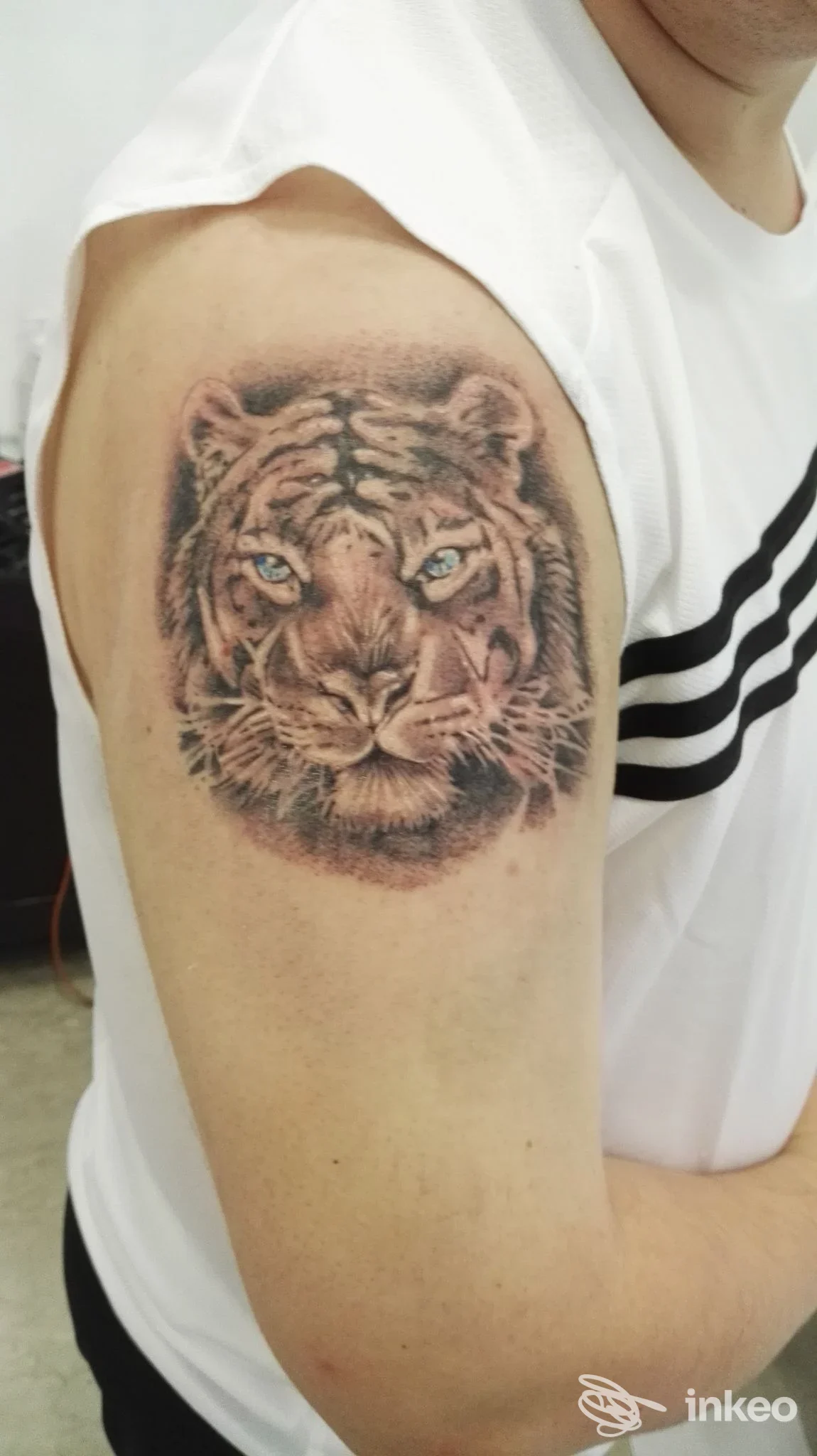 Tatuaggio realistico a forma di testa di tigre sulla parte superiore del braccio, foto fornita da Living Colors, Arzignano.