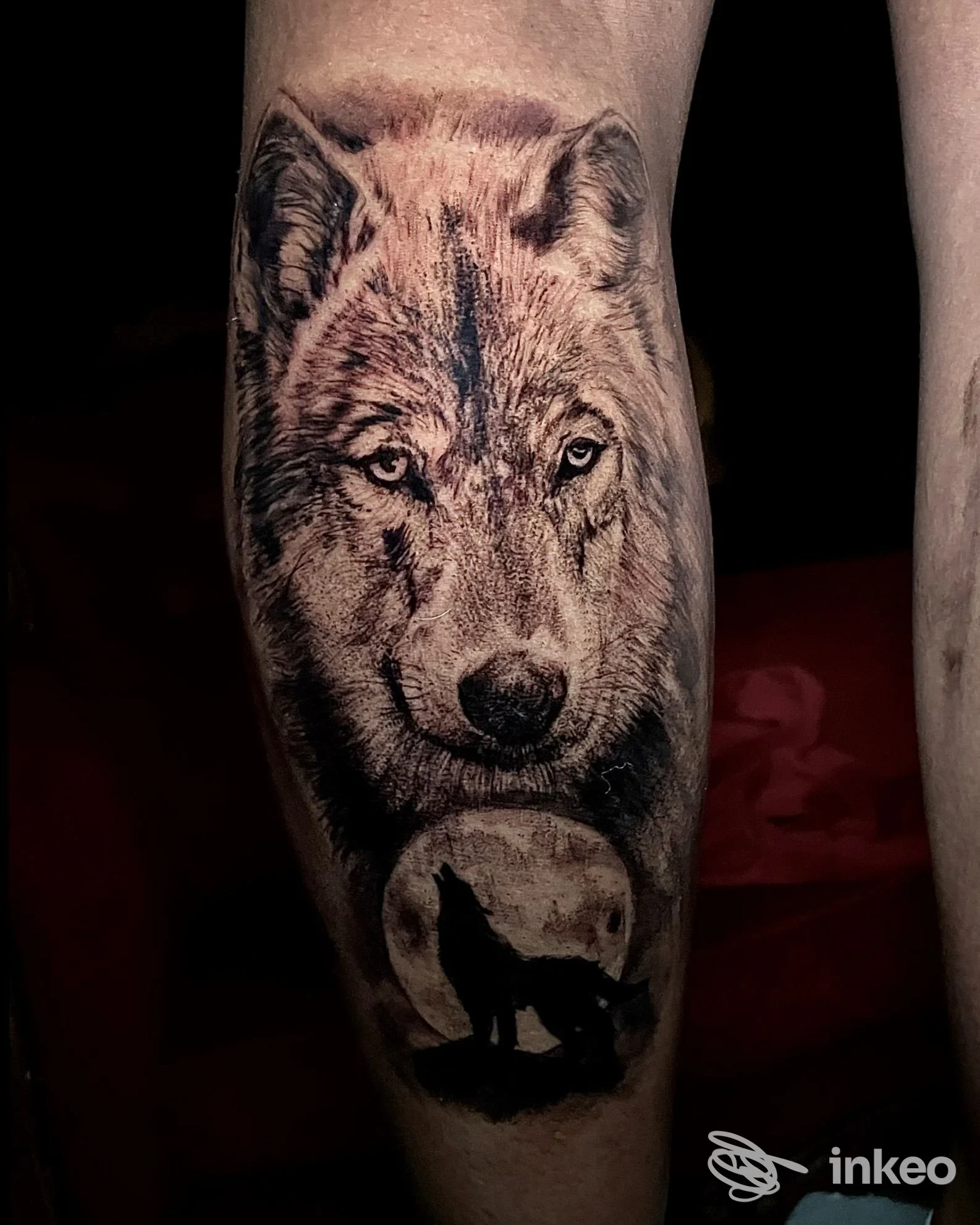 Tatuaggio realistico di un lupo sul polpaccio, foto inviata da Cat Ink Tattoo Art Studio a Latina Scalo.