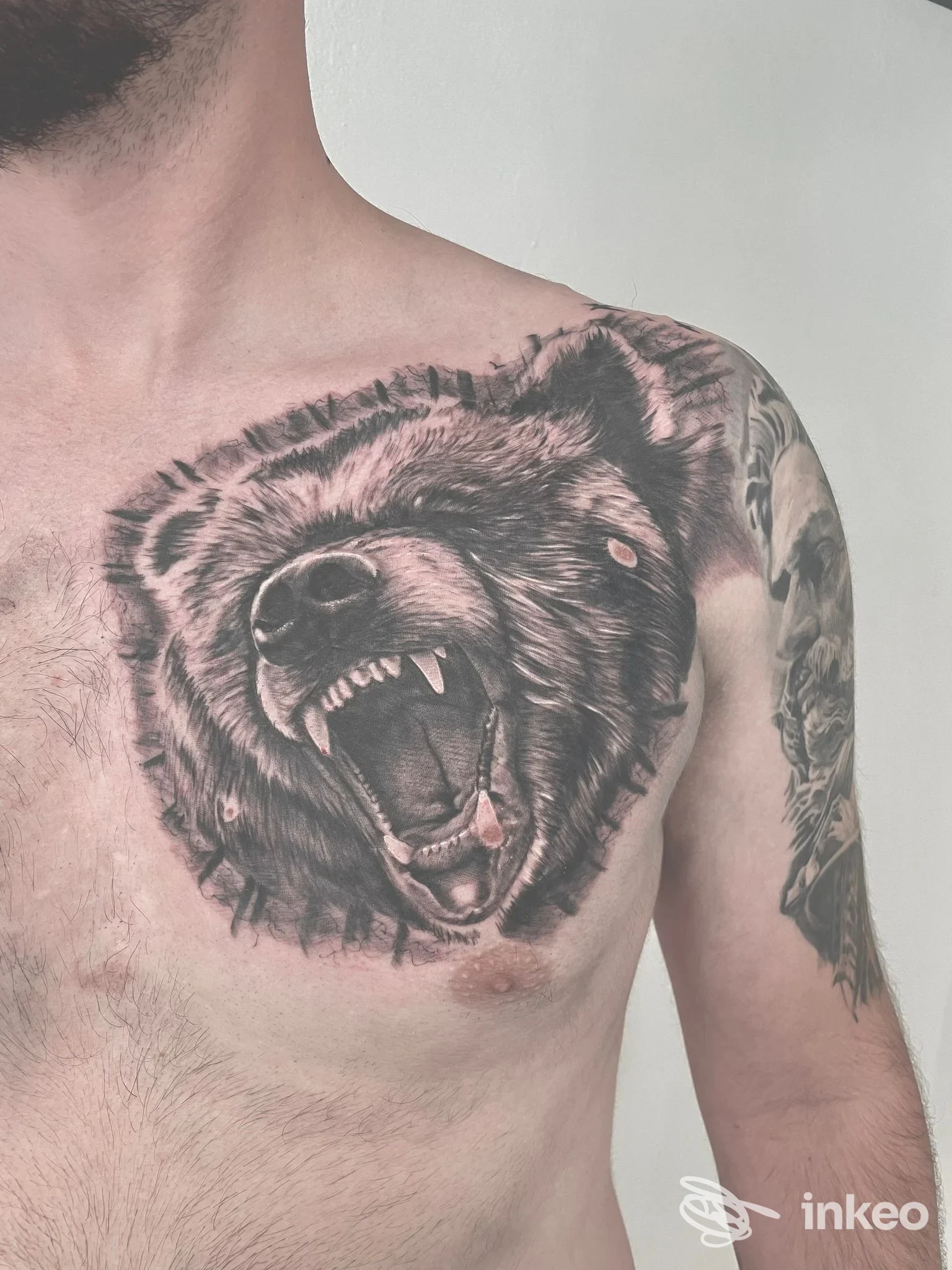 Tatuaggio a Verona di un grande orso ruggente sul pettorale e spalla, foto fornita da Mattia Temel Tattoo Studio.