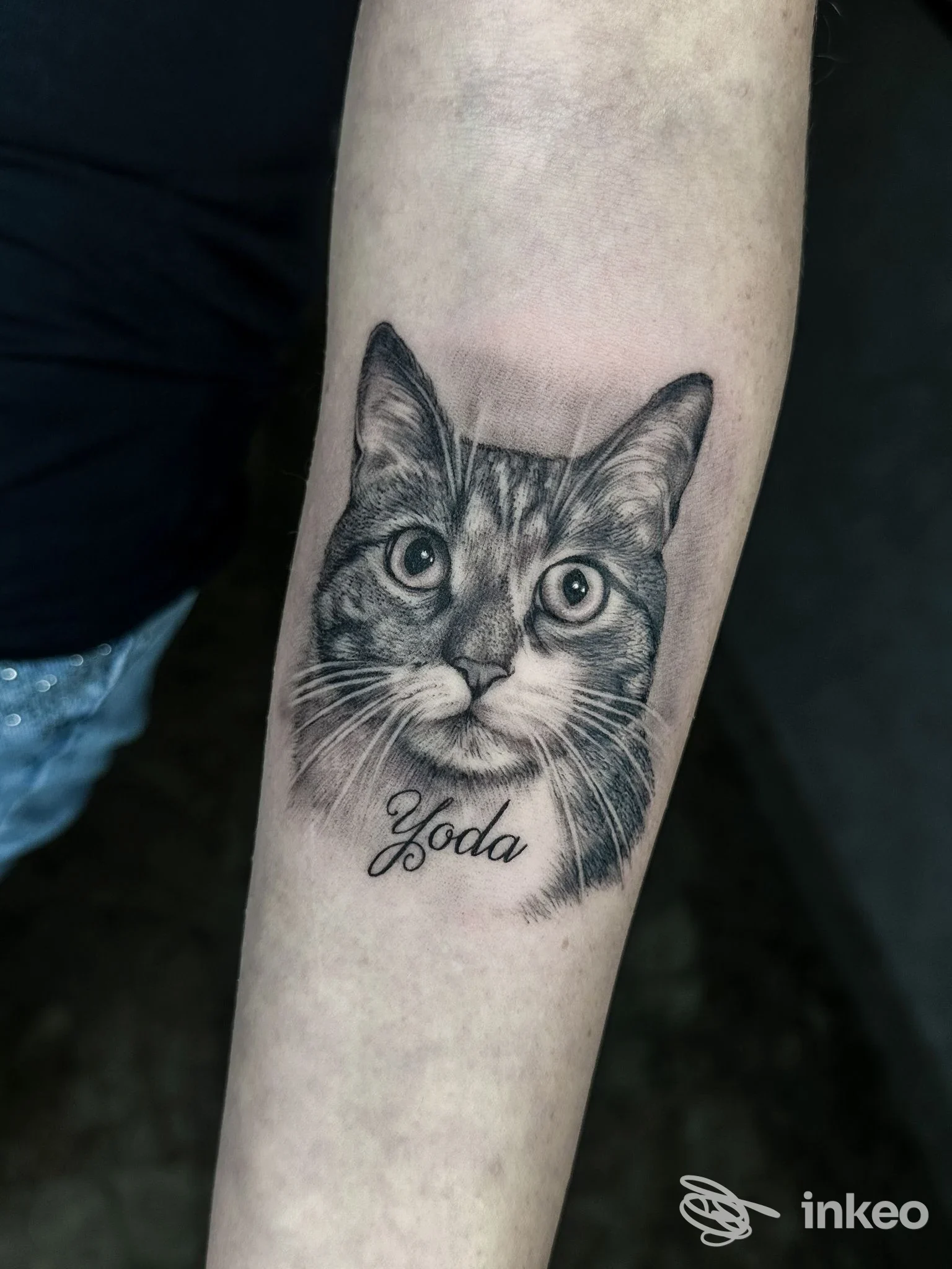 Tatuaggio realistico di una testa di gatto sull’avambraccio, con la scritta Yoda in corsivo sotto la figura.