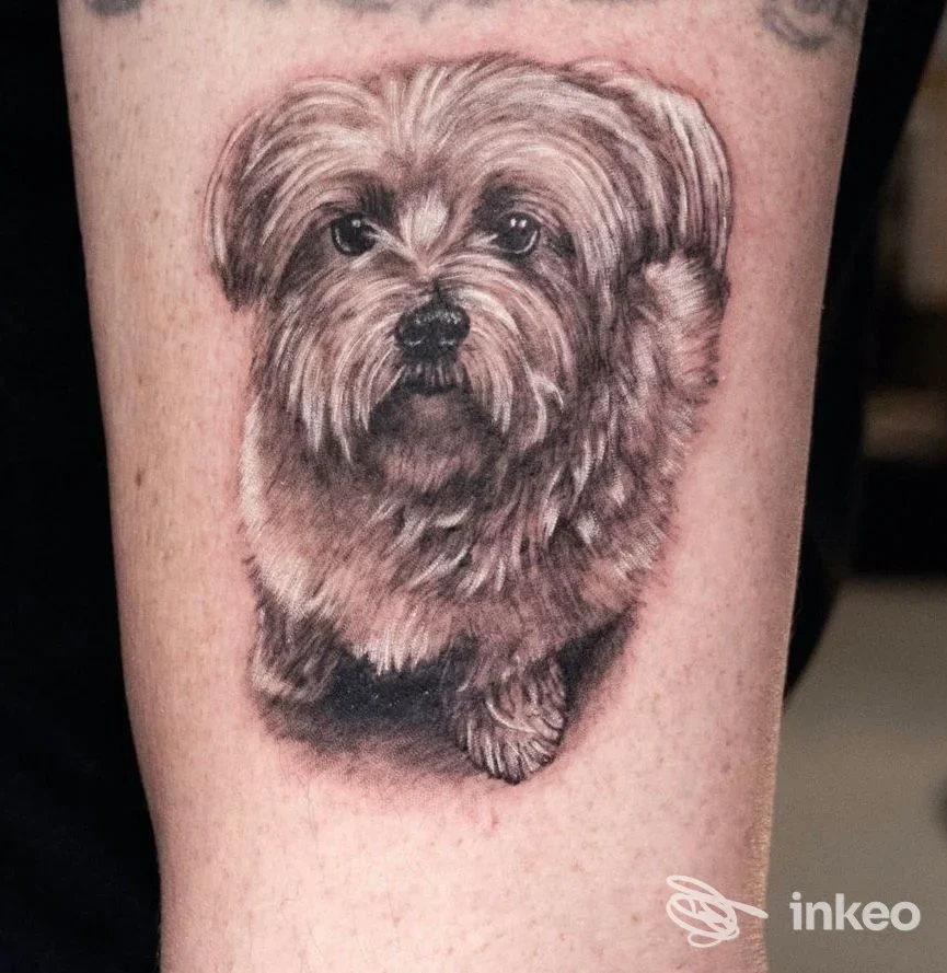 Tattoo realistico di un cane di piccola taglia sul braccio, realizzato direttamente sulla pelle, con dettagli del pelo e del muso ben definiti.